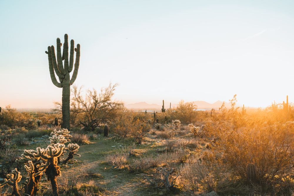Cactus tree surrounded by brown trees in desert