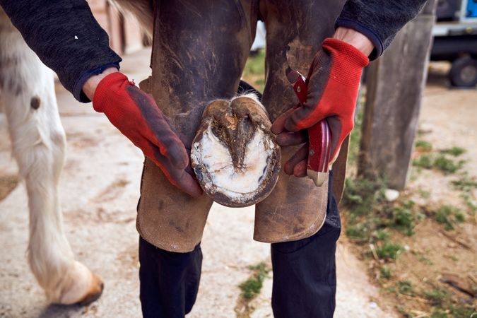 Blacksmith changing horseshoe to the leg of a horse using bald lime hammer pliers