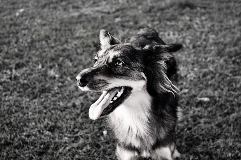 Cute dog in panting in park