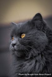 Profile of dark furry cat 4mpBd5