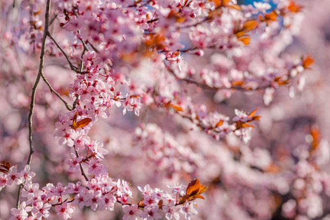 Pink cherry blossoms on a branch
