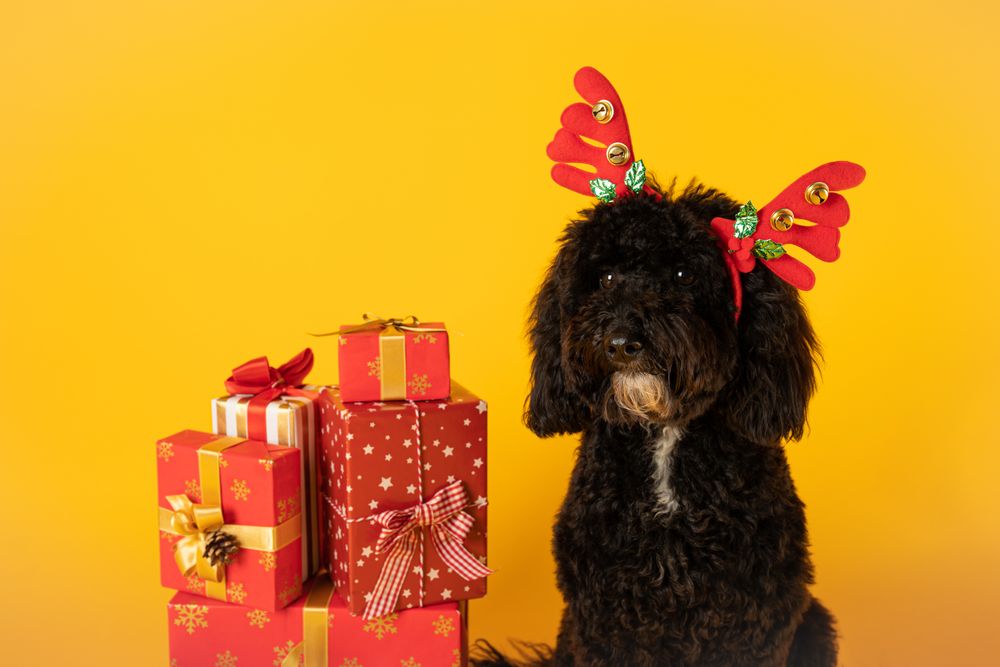 Concept of Merry Christmas, funny Christmas dog