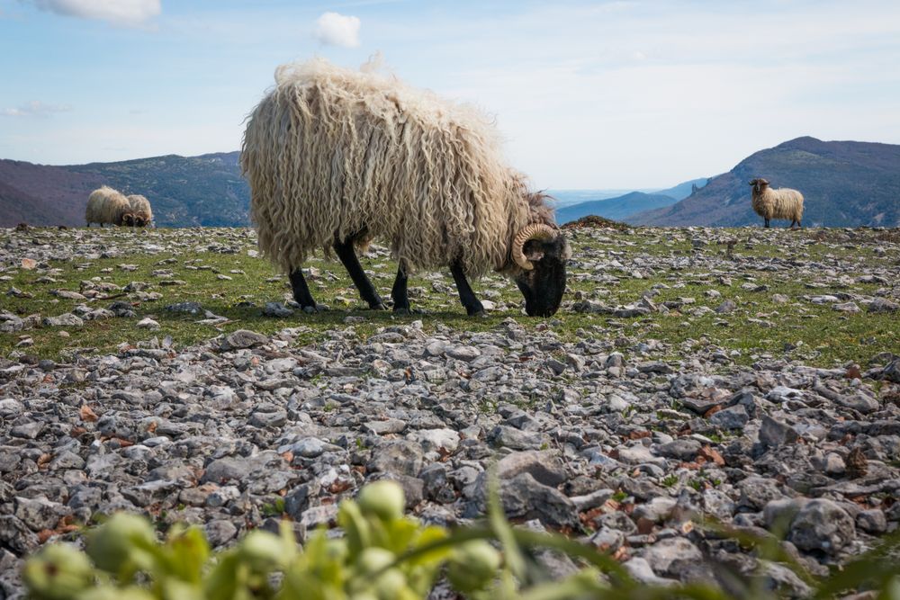 Herd of mountain sheep in field