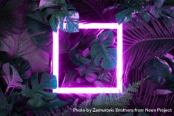 Creative fluorescent color layout made of tropical leaves with neon light square 5rkG24
