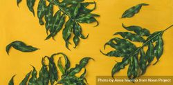 Top view of green leaves on yellow background 0LvLy4