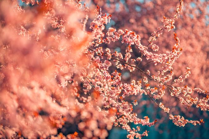 Cherry blossom trees at golden hour