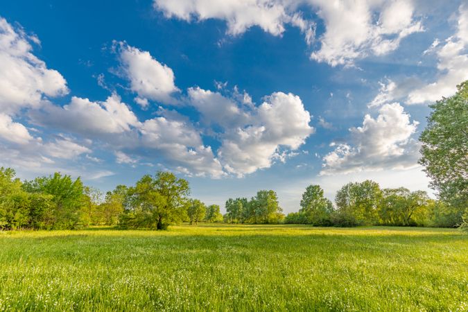 Green field with trees on a nice day with blue sky and fluffy clouds