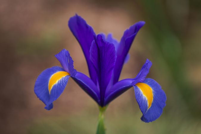 Purple iris flower growing in the wild