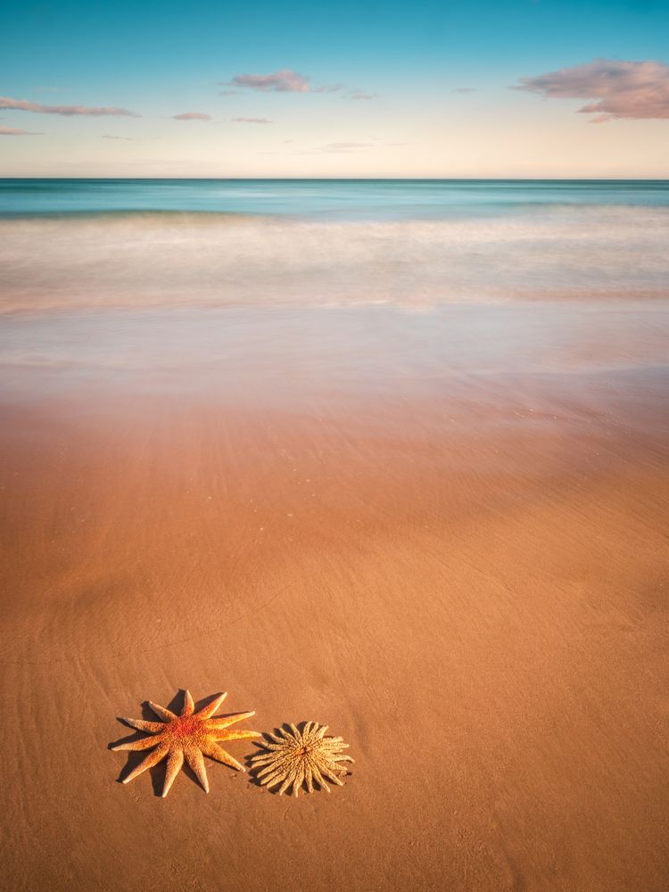 Starfish on sandy coast near sea