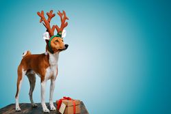 Dog wearing festive antlers standing on wooden table with present with blue background