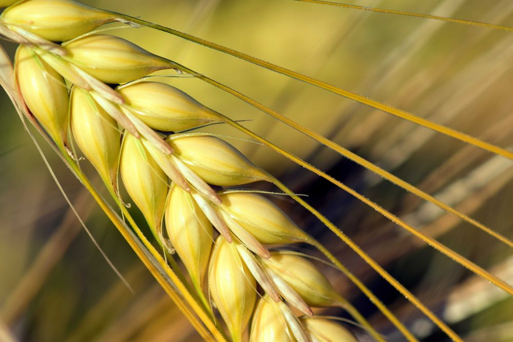 Yellow wheat in close up