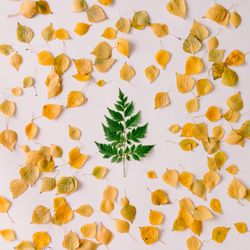 Green leaf in shape of Christmas tree on autumn leaf background