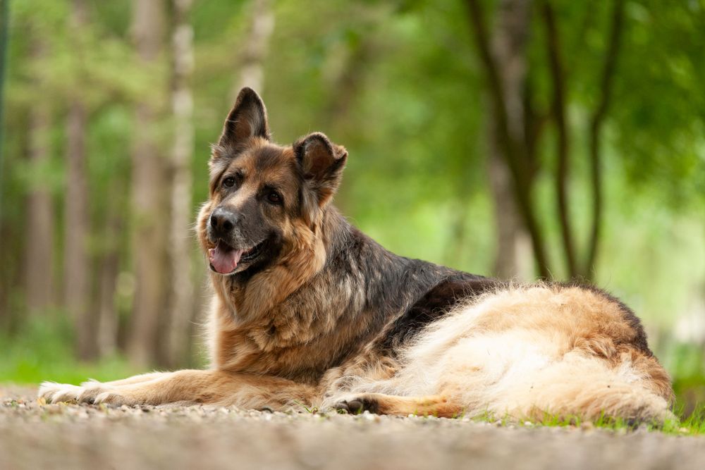 German shepherd lying outside in forest