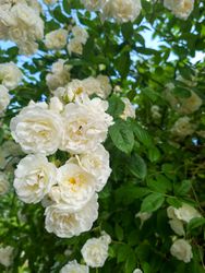 Bush of beautiful light flowers