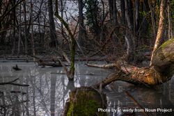 Moody shot of dead trees in stagnant water bDKj84