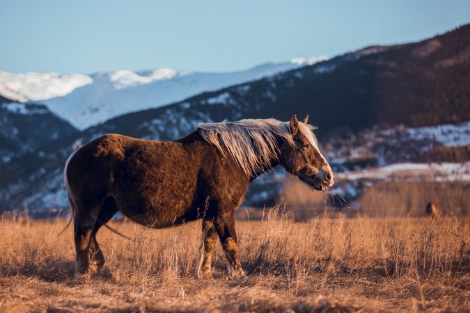 Wild horse pasturing on field near hills