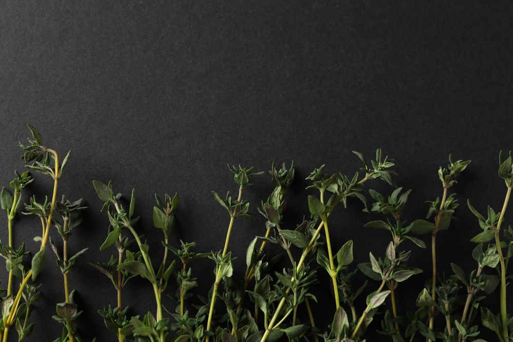 Top view of  rows of thyme sprigs