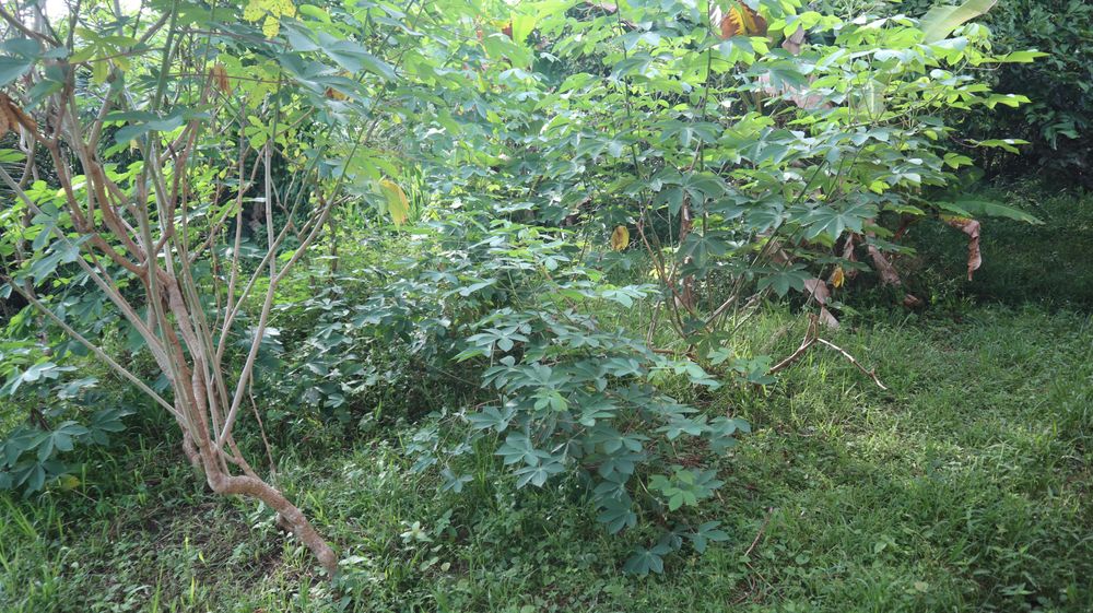 The Garden is Neglected and Overgrown with Long Grass