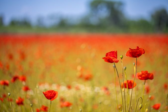 Poppies in a field with selective focus