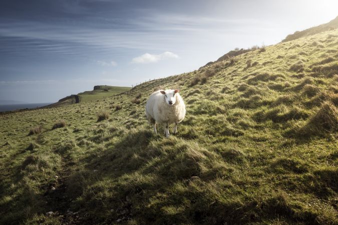 sheep on green spring field