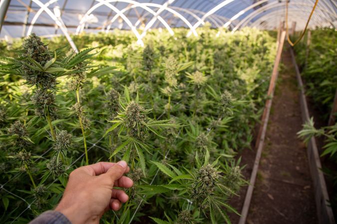 Hand holding a leaf of a plant in a marijuana grow house