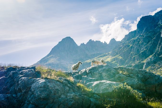 Lambs grazing at peak of mountains in sunlight