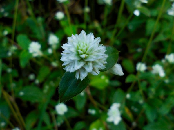 Alternanthera philoxeroides