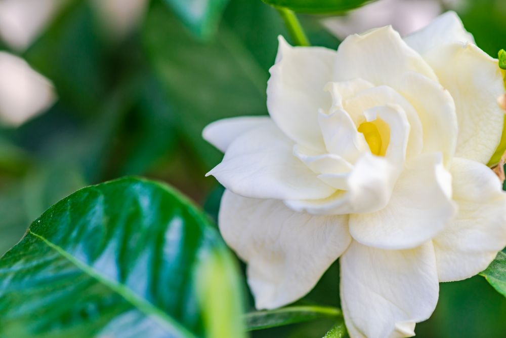 Blooming light Gardenia flowers in the garden