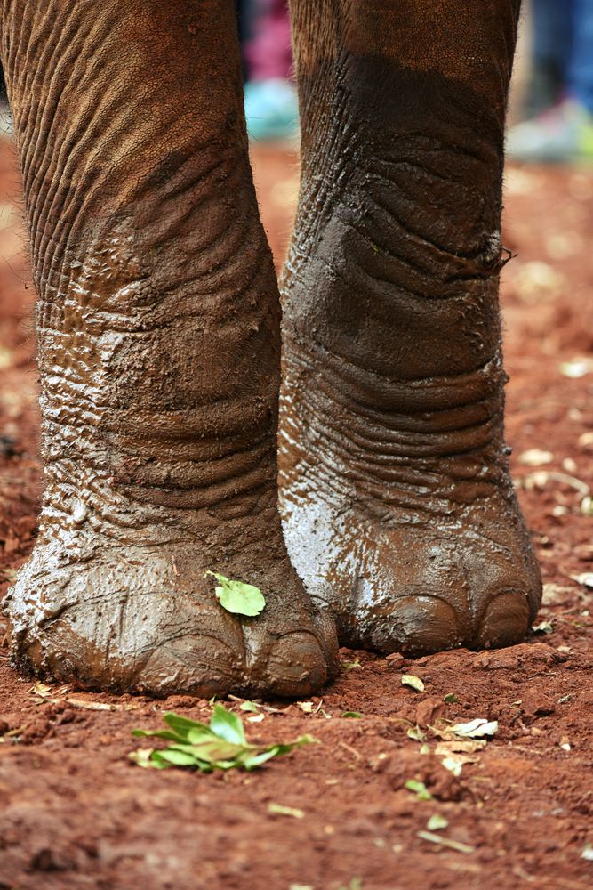 Elephant legs