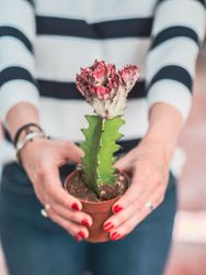 Female hands with blooming cactus plant