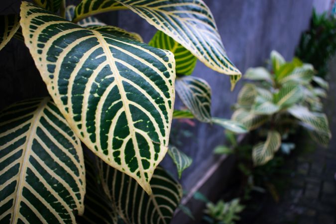Top view of Houseplant in front of house with other plant as background