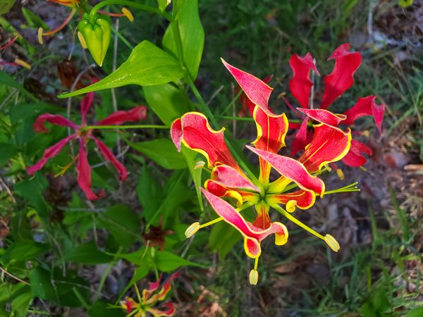 Flame lily