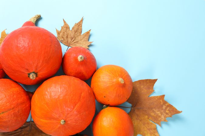 Composition with pumpkins and leaves on blue background, copy space
