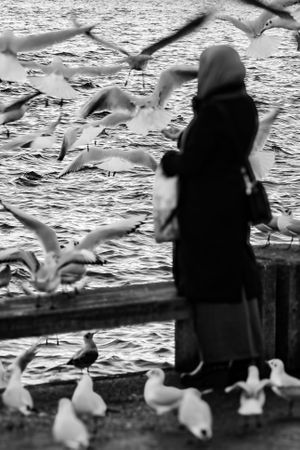 Feeding a flock of gulls by the River Limmat