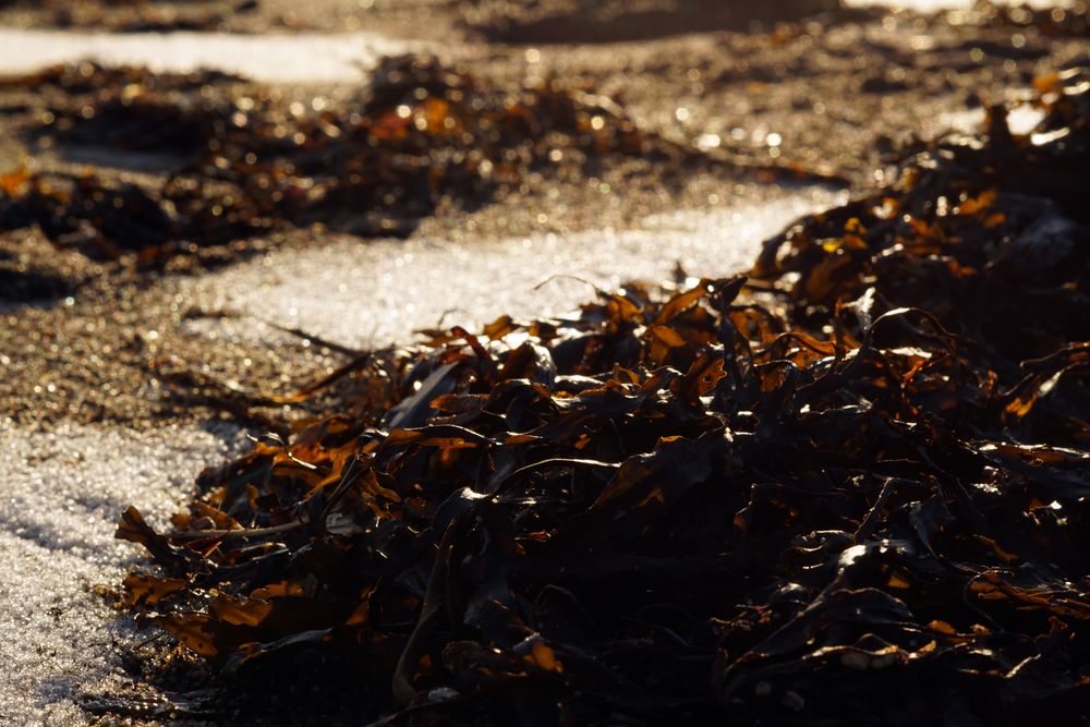 Seaweed on wet sand on beach