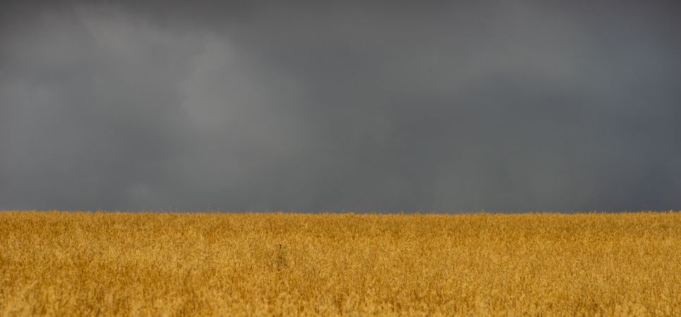 Rural grain field