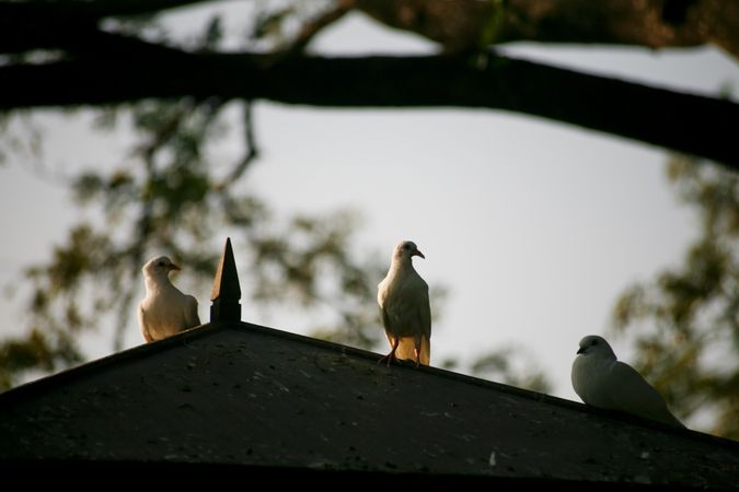 Pigeons perched on dovecote at dusk