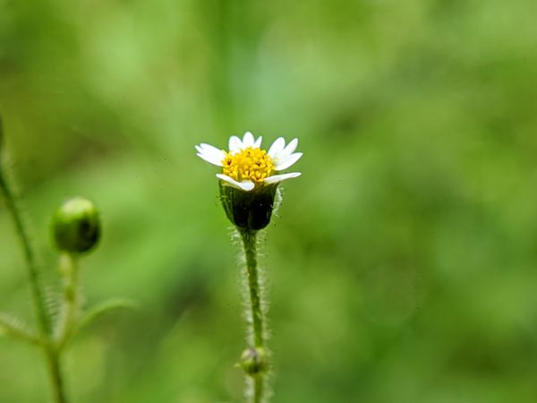beautiful flower nature