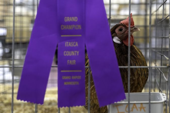 A Grand Champion chicken at the Itasca County Fair in Grand Rapids, MN
