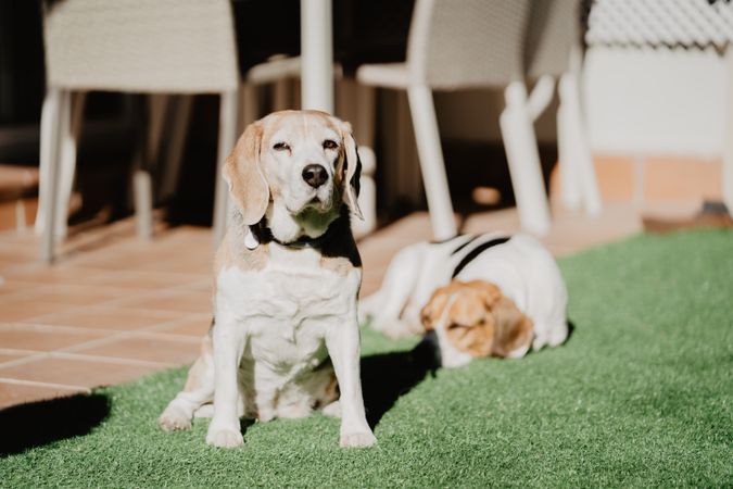 Cute beagles on lawn in yard