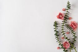 Eucalyptus leaves and pink roses on bright background