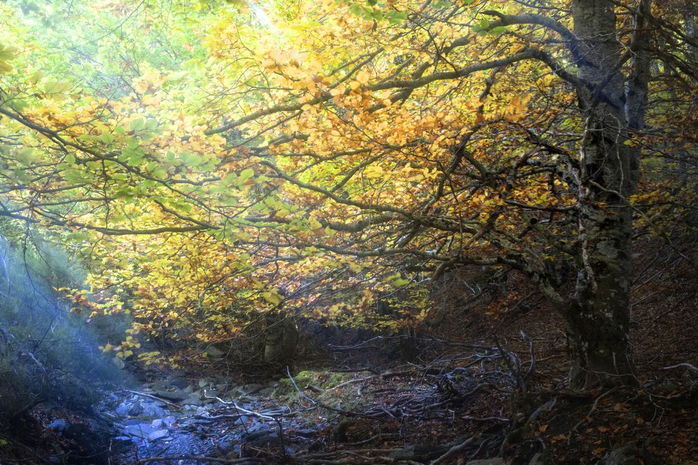 Beautiful tree on sunny day in autumn forest