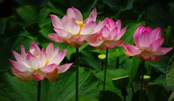Pink lotus flowers