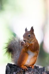 Red squirrel holding hazelnut