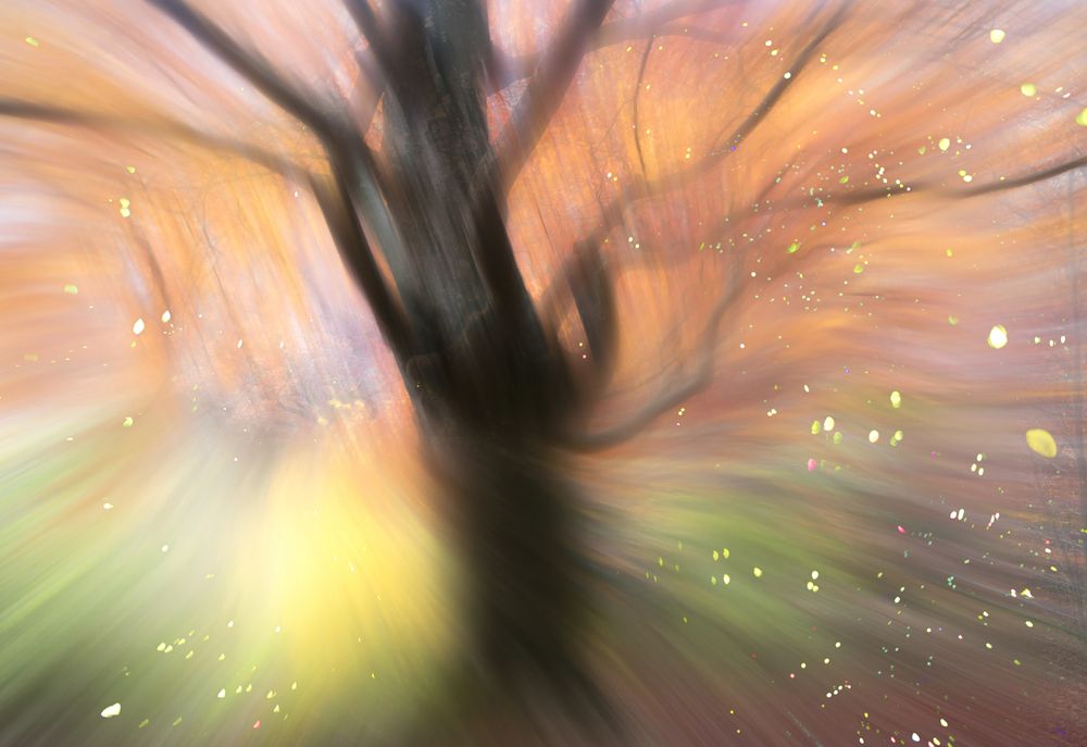 Blurred trees in forest