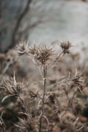 Dry plant in field