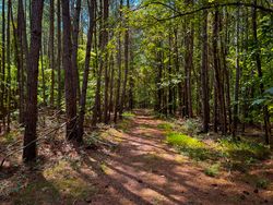 In the Virginian pines