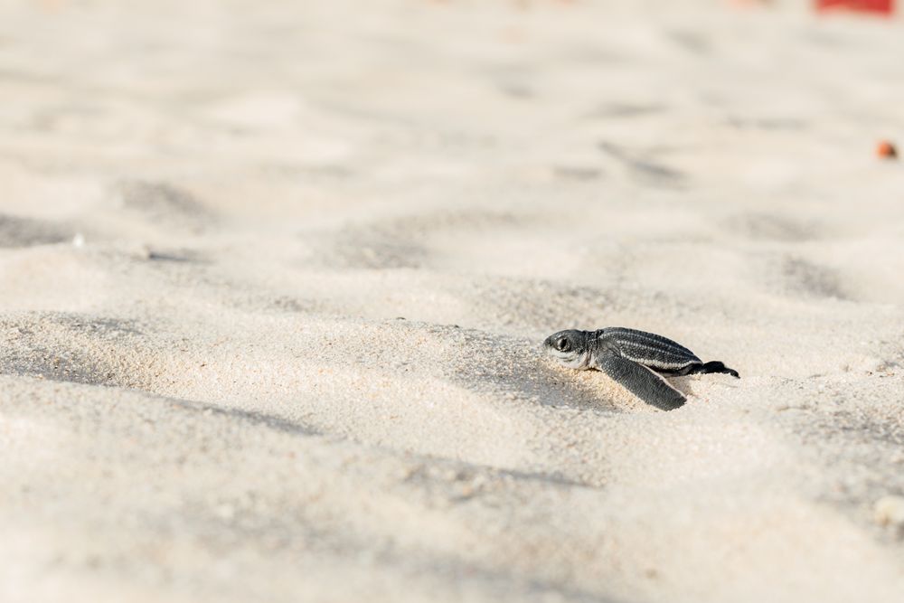 Baby turtle crawling on sand to water