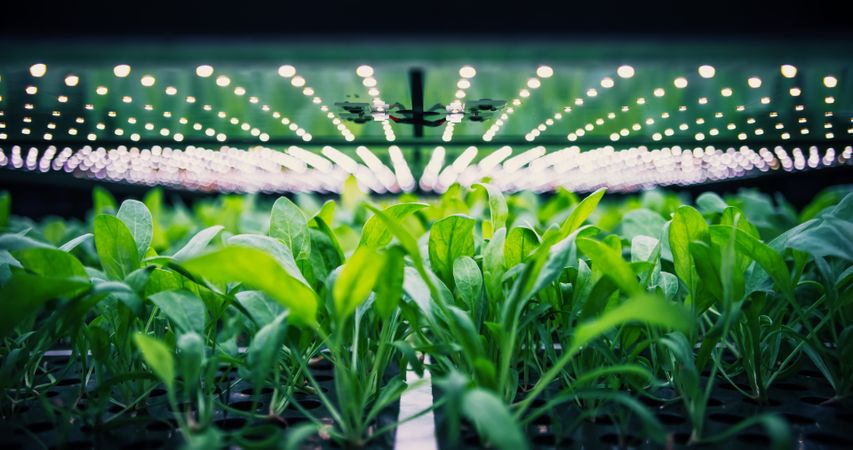 Spinach Leaves Mass Production in a Controlled Environment at Modern Vertical Farm. Automated Hydroponics Facility with Air Temperature, Light, Water, Humidity Levels Regulated for Optimal Growth