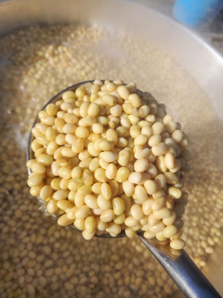 Boiling Yellow Soybeans in a Traditional Pot